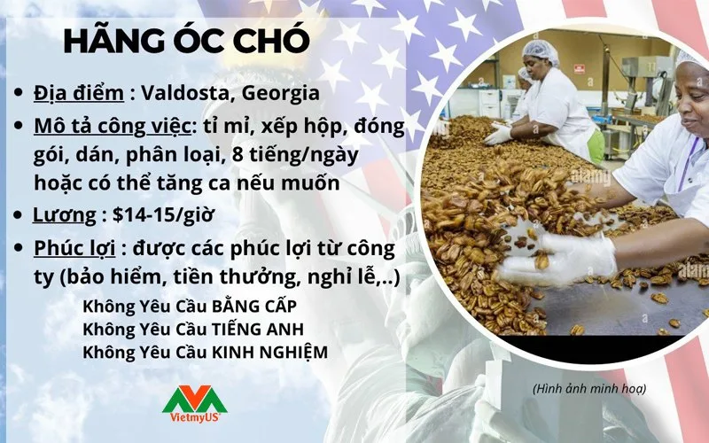 Hình ảnh công việc lao động Eb3 nhân viên hãng hạt óc chó - Vietmyus