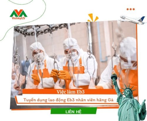 Lao động Eb3 nhân viên hãng gà - Vietmyus