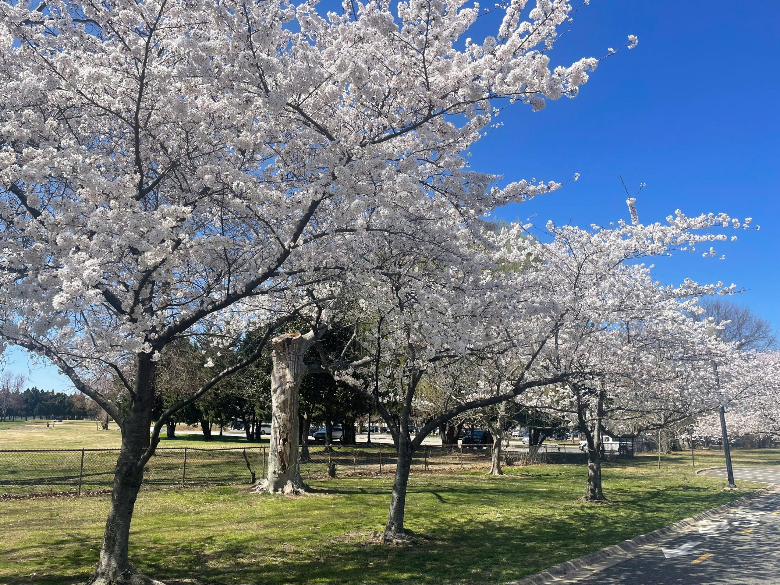 Kham-pha-mua-hoa-anh-dao-tai-tour-My